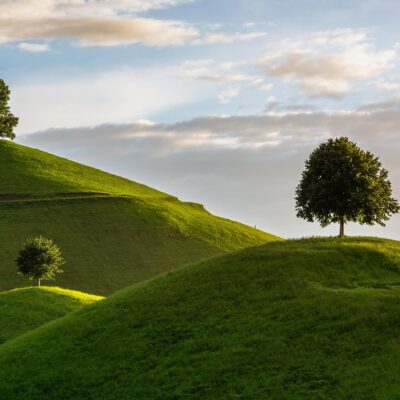 découvrez nos conseils et astuces pour l'entretien des arbres et l'aménagement paysager afin de sublimer vos espaces verts.