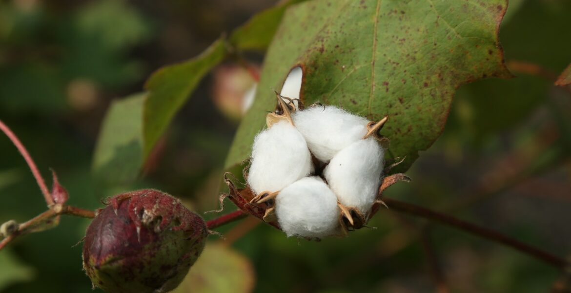 découvrez notre coton biologique africain de haute qualité, cultivé durablement pour un textile respectueux de l'environnement et des communautés locales.