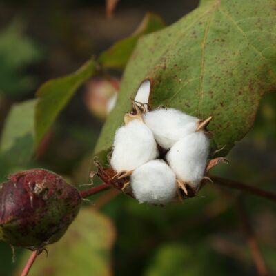 découvrez notre coton biologique africain de haute qualité, cultivé durablement pour un textile respectueux de l'environnement et des communautés locales.