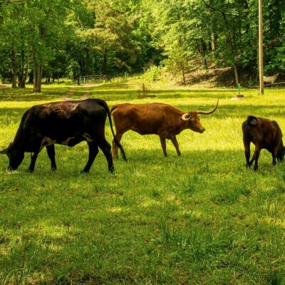 découvrez comment mesurer et réduire votre empreinte carbone pour un impact environnemental positif et un mode de vie durable.