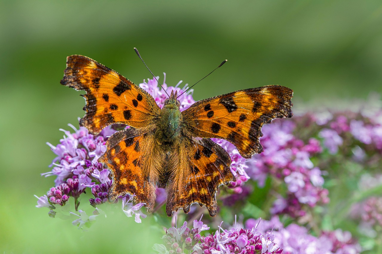 catalyseur nanostructuré en cuivre pour des réactions chimiques optimisées et une meilleure efficacité catalytique.
