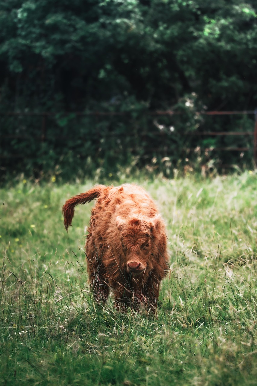 découvrez l'eco-grazing, une approche durable de pâturage qui favorise la biodiversité et protège l'environnement tout en optimisant la gestion des espaces naturels.