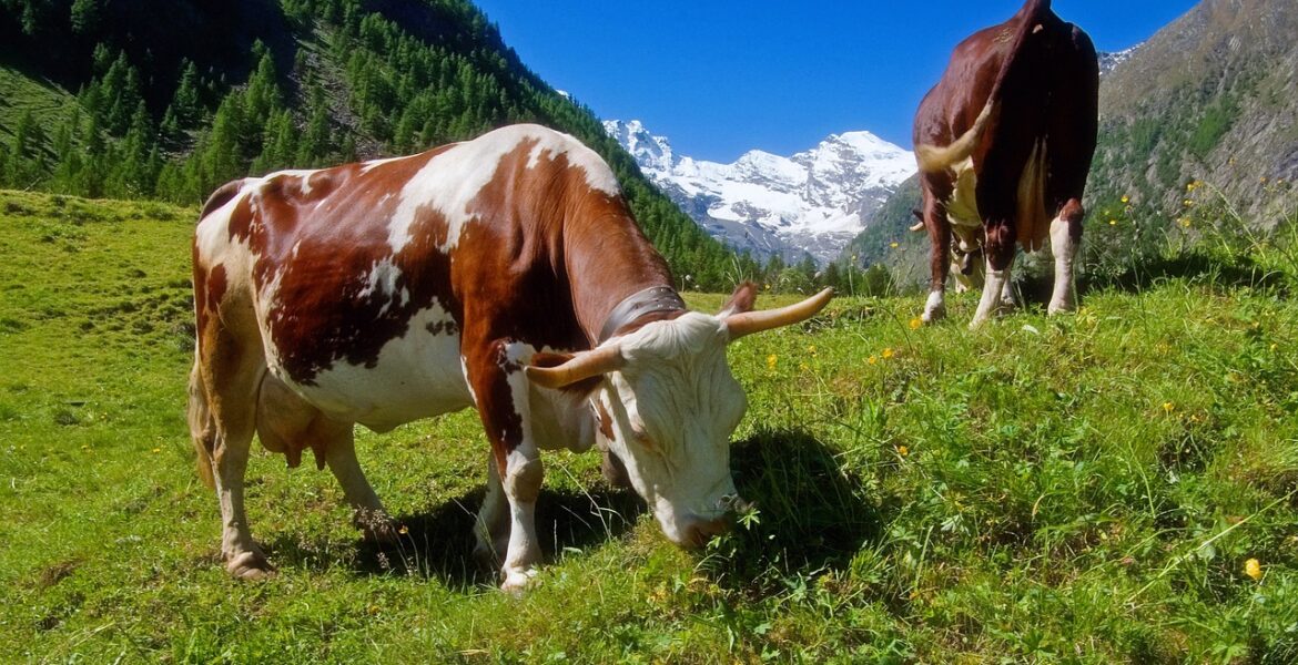 découvrez l'eco-grazing, une méthode durable d'entretien des espaces verts qui utilise le pâturage écologique pour préserver la biodiversité et réduire l'empreinte environnementale.