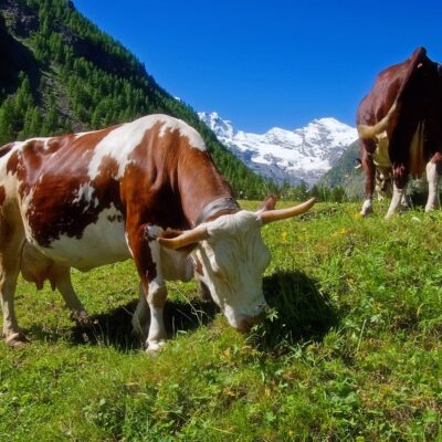 découvrez l'eco-grazing, une méthode durable d'entretien des espaces verts qui utilise le pâturage écologique pour préserver la biodiversité et réduire l'empreinte environnementale.