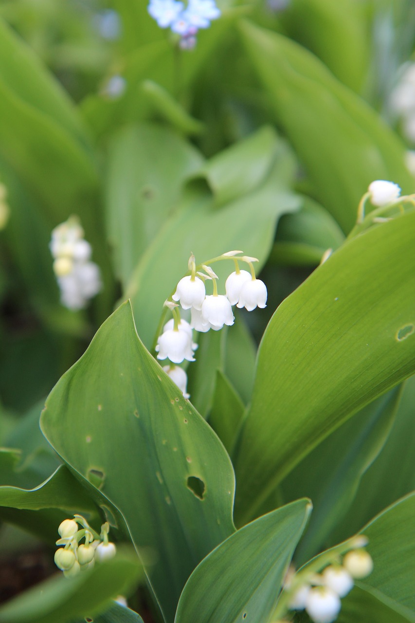 découvrez la beauté délicate du muguet, symbole du bonheur et de la fraîcheur printanière, avec ses clochettes blanches parfumées.