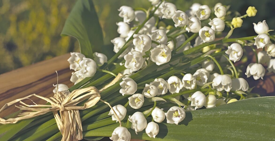 découvrez le muguet, une fleur délicate et parfumée symbolisant le bonheur et le renouveau, parfaite pour égayer vos jardins et vos bouquets.
