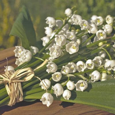 découvrez le muguet, une fleur délicate et parfumée symbolisant le bonheur et le renouveau, parfaite pour égayer vos jardins et vos bouquets.