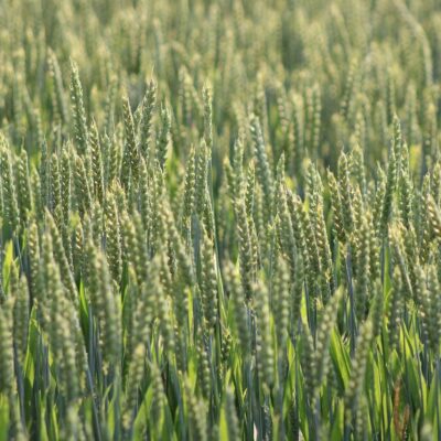 découvrez les pratiques d’édition durables qui allient respect de l’environnement et innovation, pour un avenir plus responsable dans le secteur de l'édition.