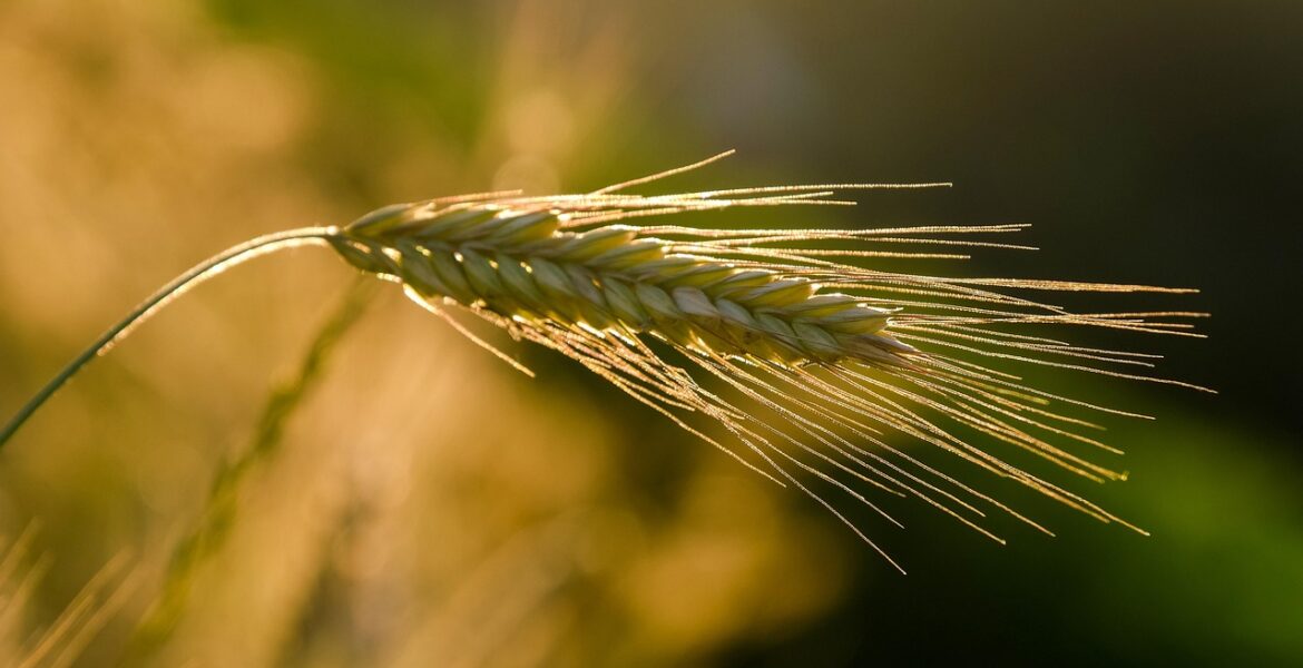 découvrez les techniques de culture de la vanille, de la plantation à la récolte, pour produire des gousses de qualité exceptionnelle.