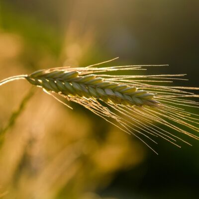 découvrez les techniques de culture de la vanille, de la plantation à la récolte, pour produire des gousses de qualité exceptionnelle.