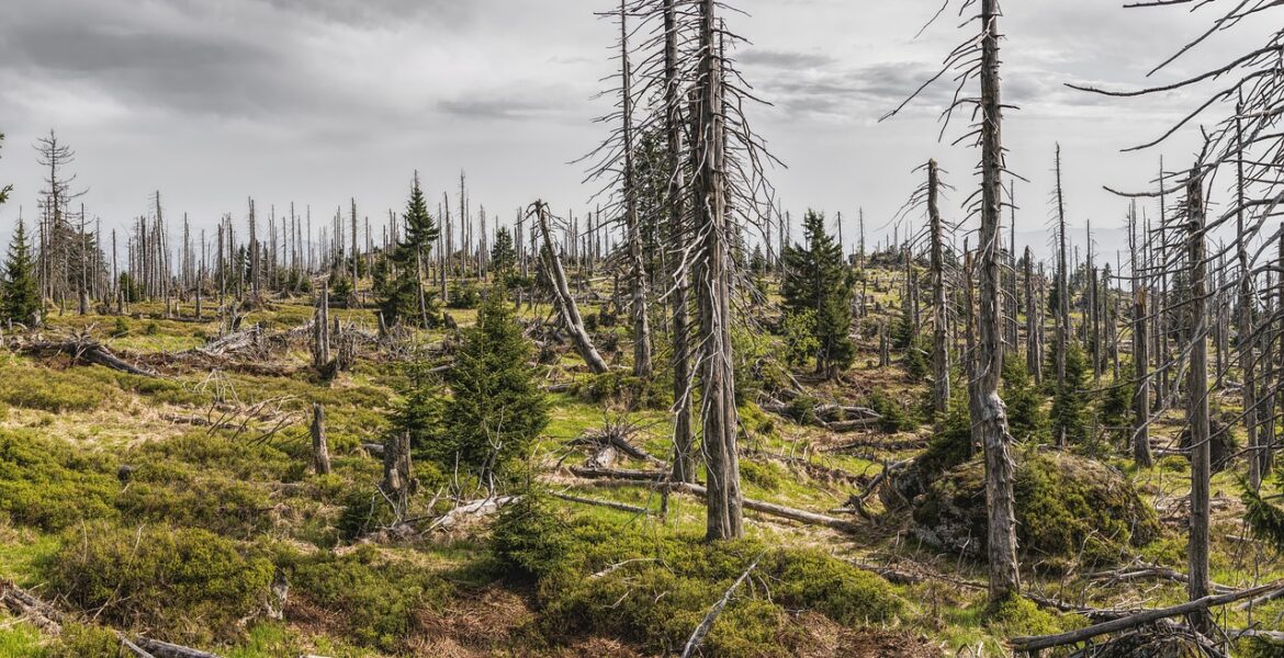 découvrez l'importance de la protection des forêts anciennes pour préserver la biodiversité, lutter contre le changement climatique et protéger notre patrimoine naturel.