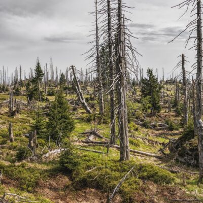 découvrez l'importance de la protection des forêts anciennes pour préserver la biodiversité, lutter contre le changement climatique et protéger notre patrimoine naturel.