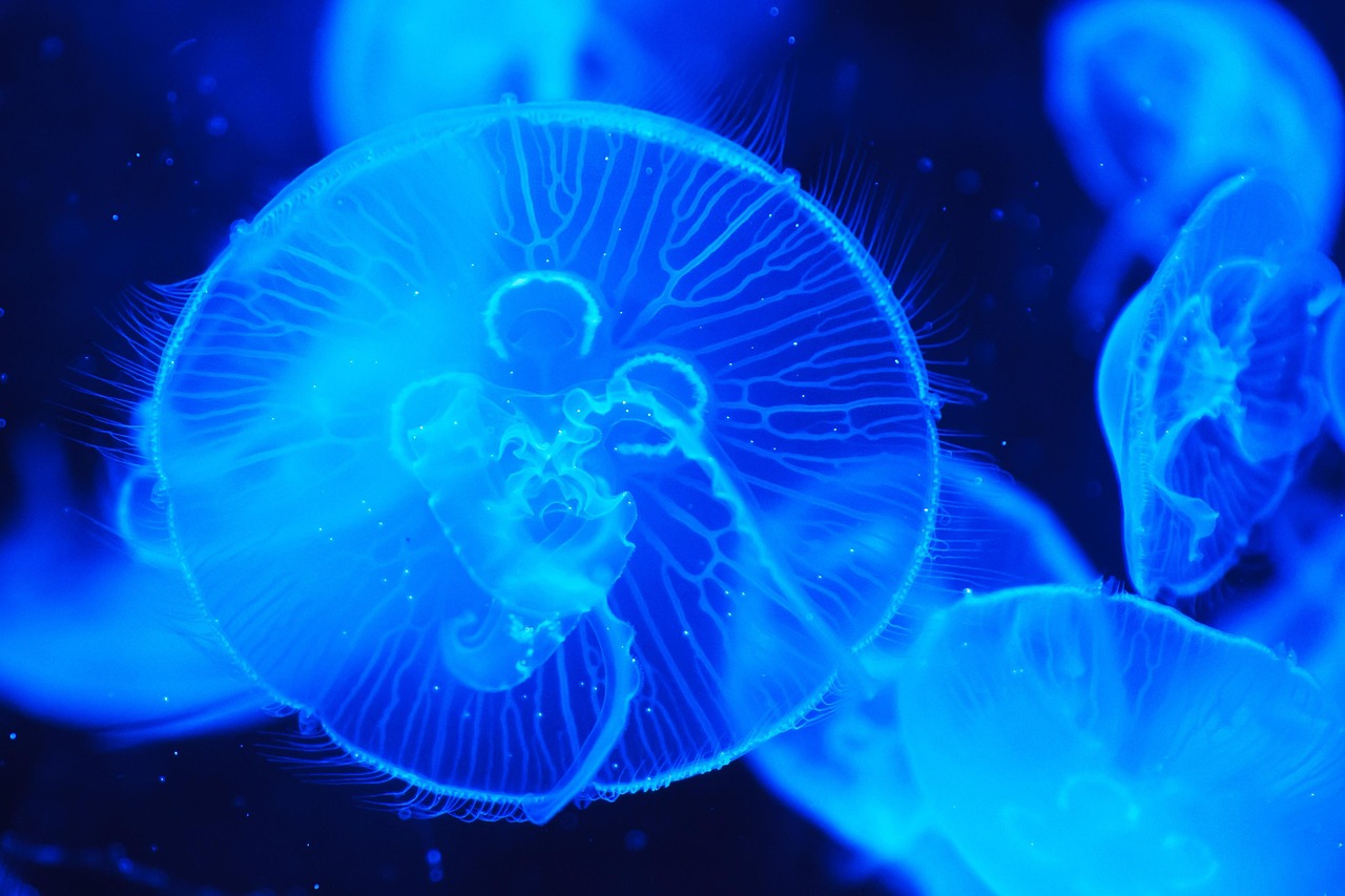 découvrez la beauté et la biodiversité des océans, ces vastes étendues d'eau qui couvrent la majeure partie de la terre et abritent une vie marine fascinante.