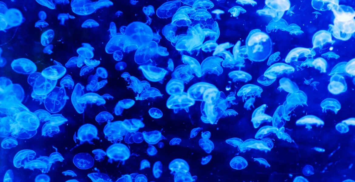 découvrez les mystères fascinants des océans, leur biodiversité incroyable et leur importance vitale pour la planète.