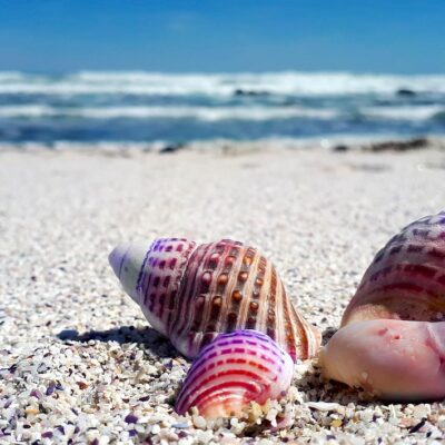découvrez les mystères fascinants des océans, leur biodiversité incroyable et l'importance cruciale de leur protection pour notre planète.