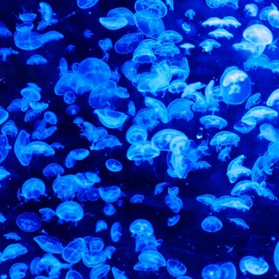 découvrez les mystères fascinants des océans, leur biodiversité incroyable et leur importance vitale pour la planète.