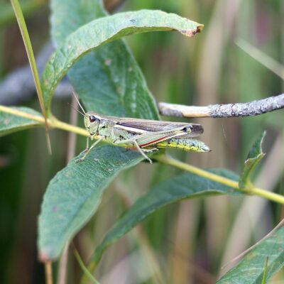 découvrez l'importance des tourbières, ces écosystèmes essentiels pour la biodiversité et la régulation climatique.