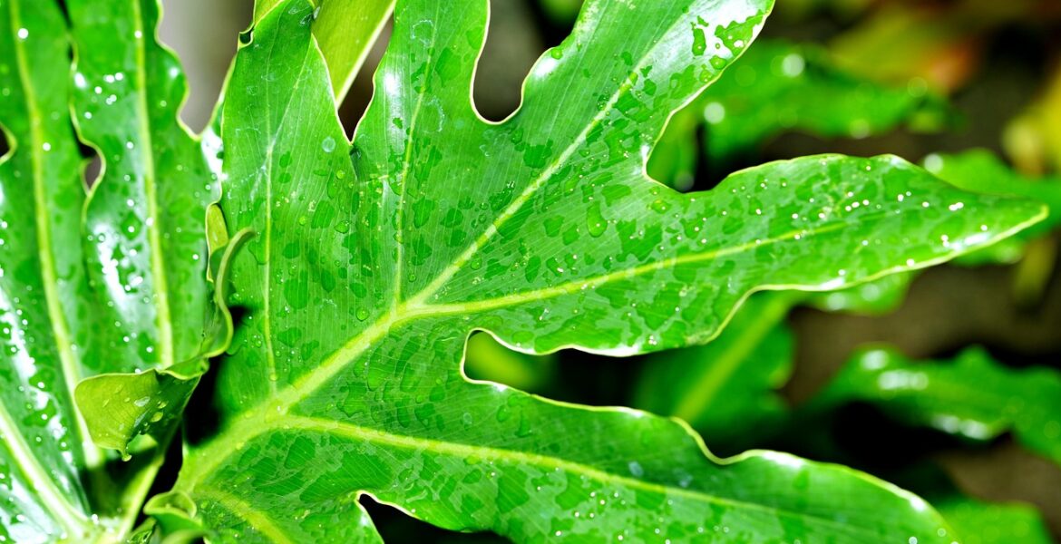 découvrez les techniques efficaces de collecte des eaux de pluie pour économiser l'eau, réduire vos factures et préserver l'environnement grâce à des systèmes durables et simples à installer.