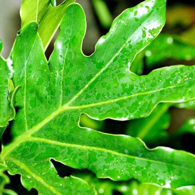 découvrez les techniques efficaces de collecte des eaux de pluie pour économiser l'eau, réduire vos factures et préserver l'environnement grâce à des systèmes durables et simples à installer.