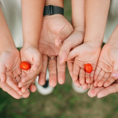 découvrez nos supports pour tomates, idéaux pour guider et protéger vos plants de tomates afin d'obtenir une récolte abondante et saine.